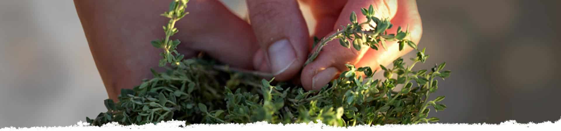 Taking the leaves off thyme