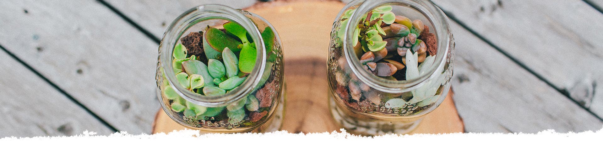 Build Your Own Terrarium