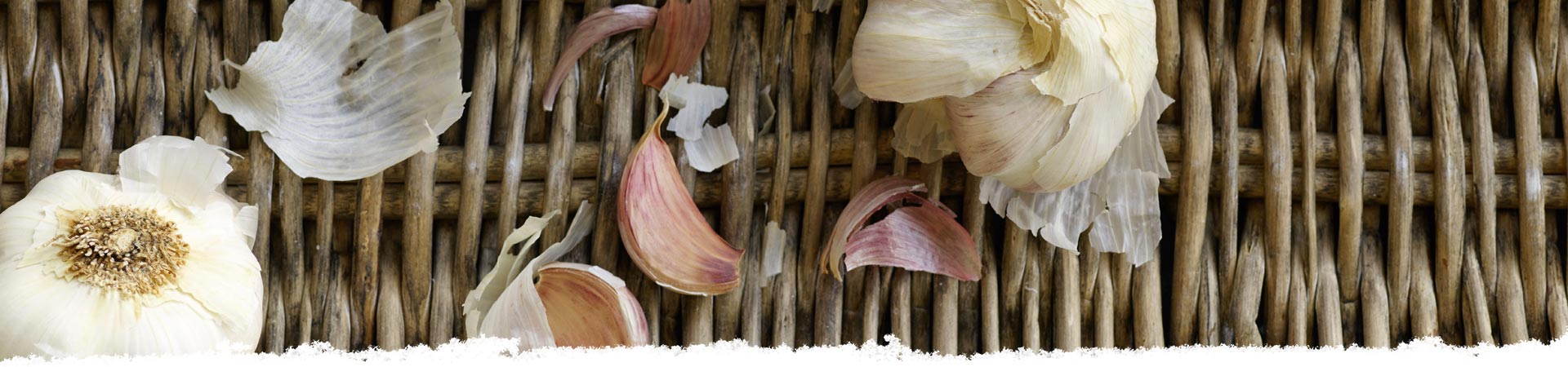 Picking Garlic