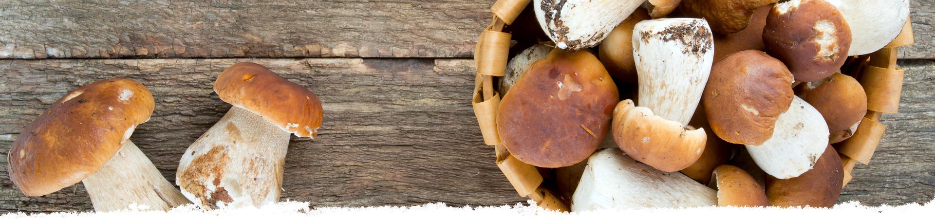 Porcini mushrooms