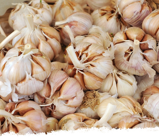 Storing garlic