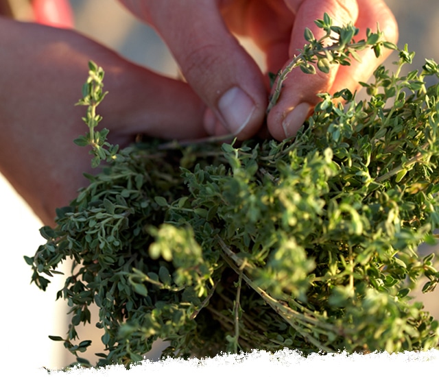 Taking the leaves off thyme