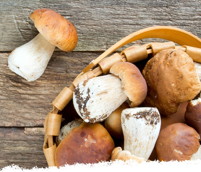 Porcini mushrooms