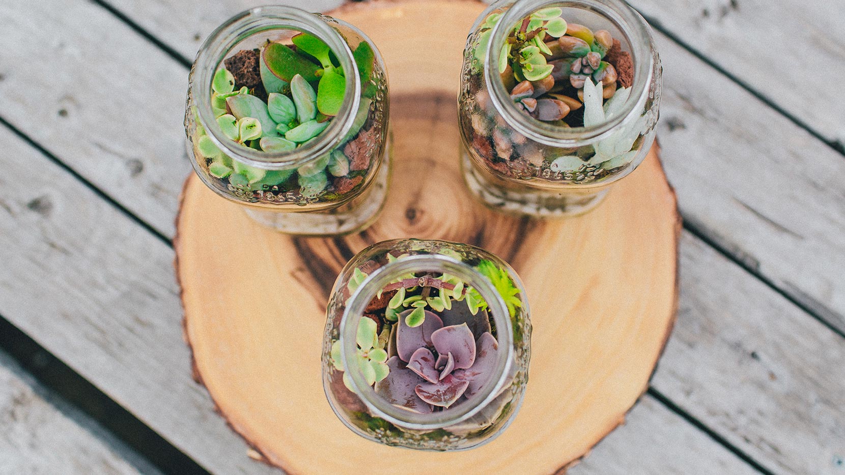 Add topsoil, succulent plants, moss and any desired decorative rocks