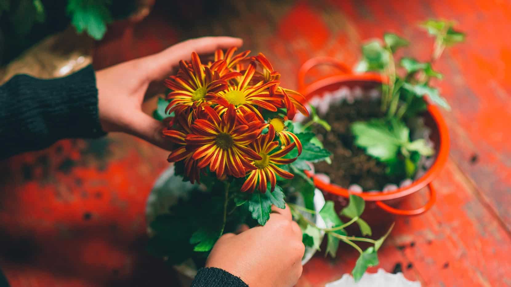 Fill coffee filter within colander with potting soil